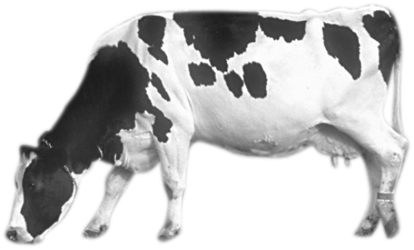 Cow Png Eating