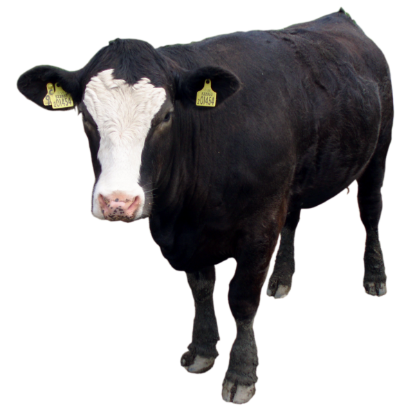 Cow Png Image