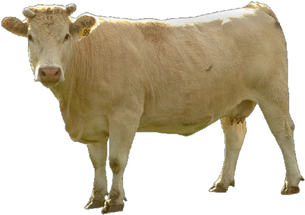 Cow Png