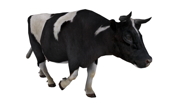 Cow Walking Png