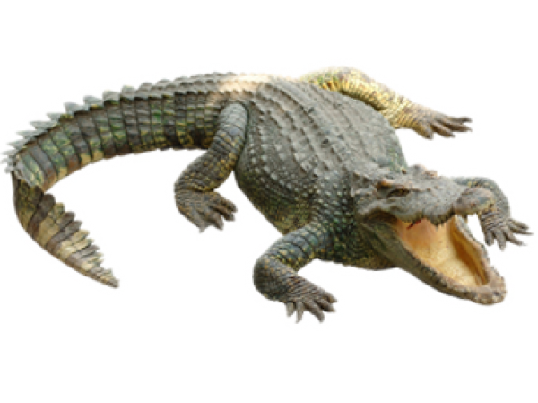 Crocodile Clipart Png