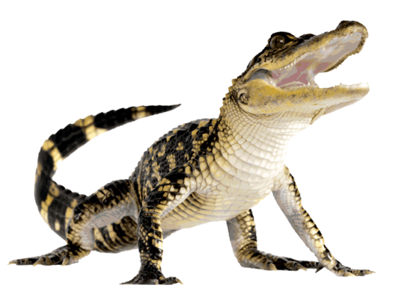 Crocodile Looking at you Png Image