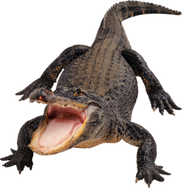 Crocodile Png Eating