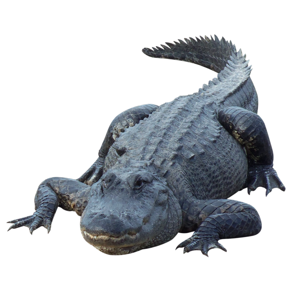 Crocodile  Png for Web