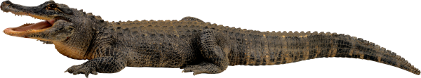 Crocodile Png Side View