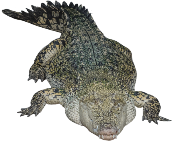 Crocodile Png Sleeping