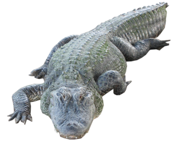 Crocodile Png walking