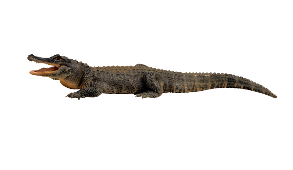 Crocodile Png Web Designing