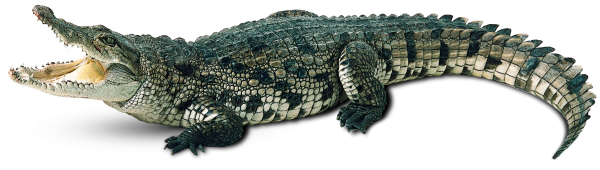 Crocodile Png
