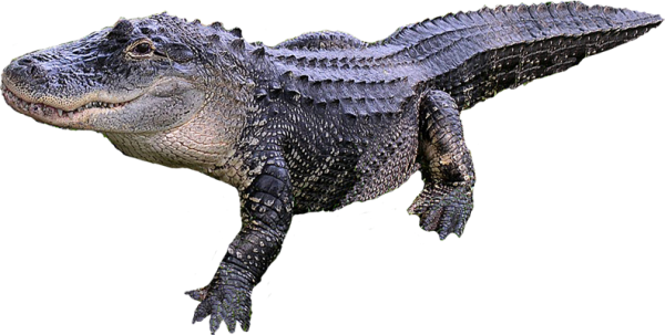 Crocodile Side View Png