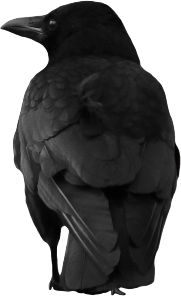 Crow Back View Png for Web Site