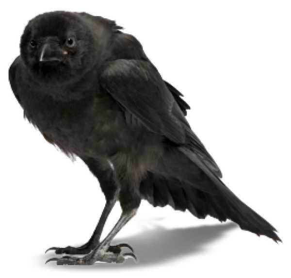 Crow Clipart Png