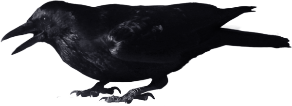 Crow Flying Png