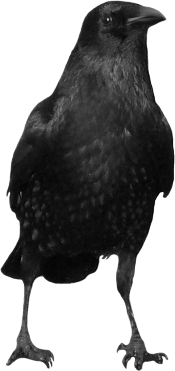 Crow Looking Png