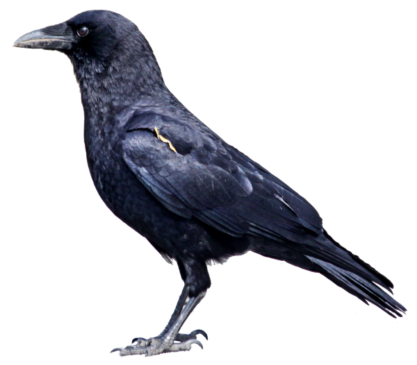 Crow Png Left Side View