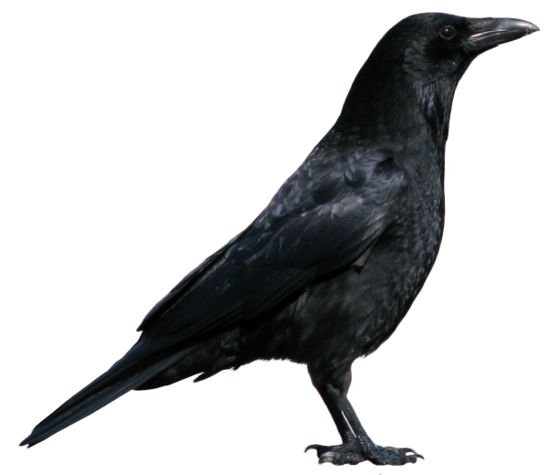 Crow Png