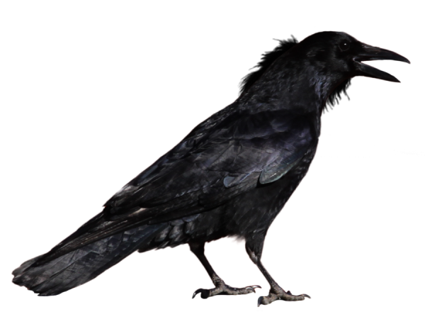 Crow Shouting Png