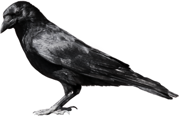 Crow Standing Png