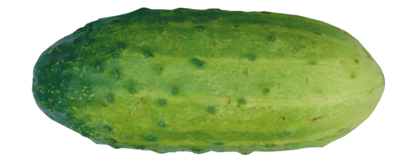 cucumber png free download 13
