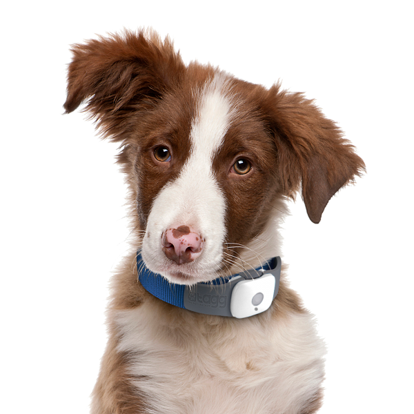 Cute Dog Png