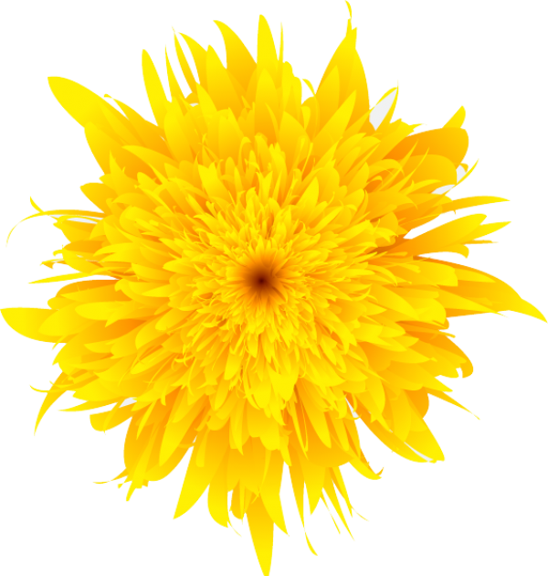 dandelion png free download 1