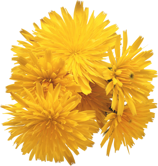 dandelion png free download 10