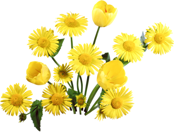 dandelion png free download 11
