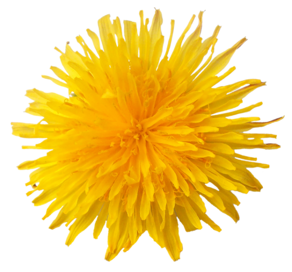 dandelion png free download 12