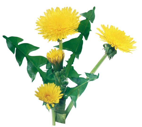 dandelion png free download 13