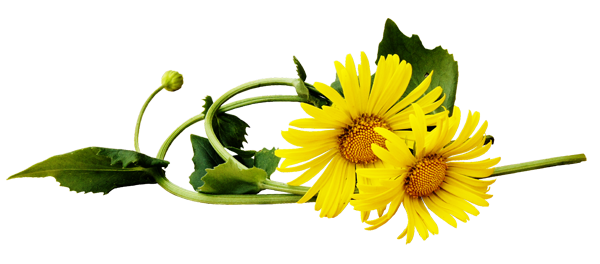 dandelion png free download 15