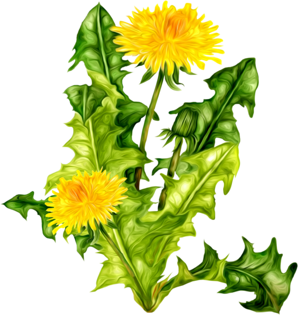 dandelion png free download 16