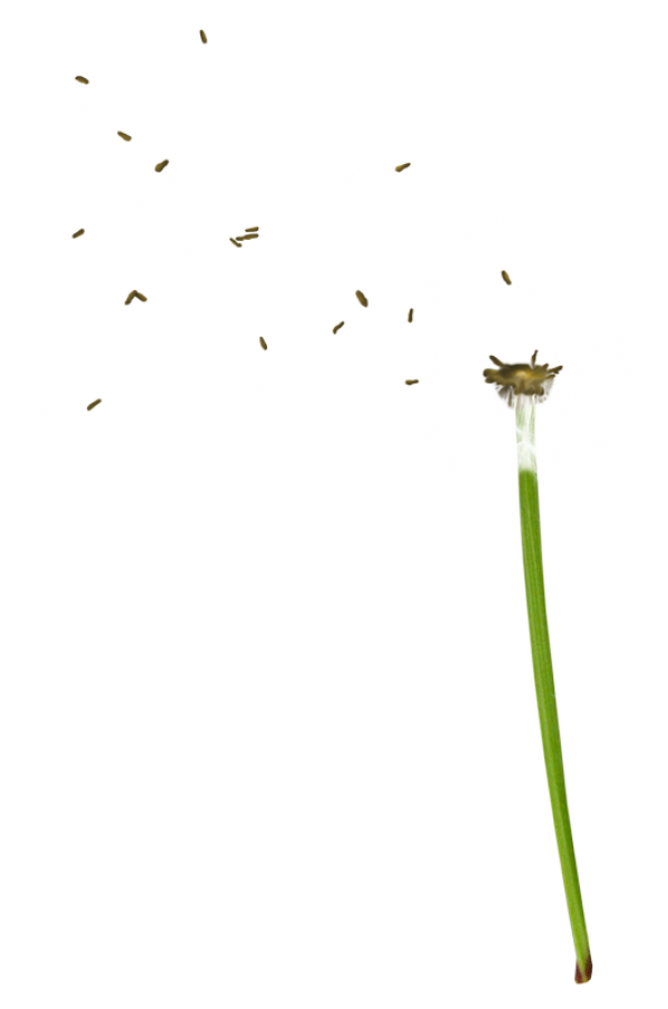 dandelion png free download 18