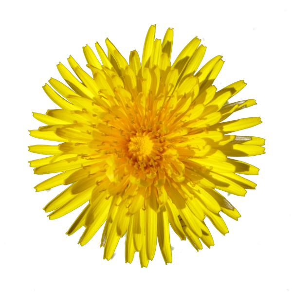 dandelion png free download 20