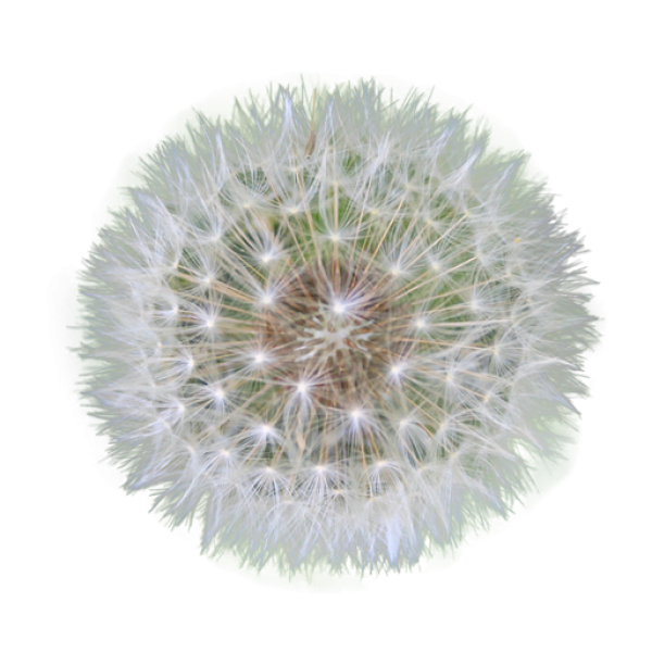 dandelion png free download 23