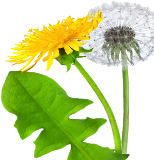 dandelion png free download 24