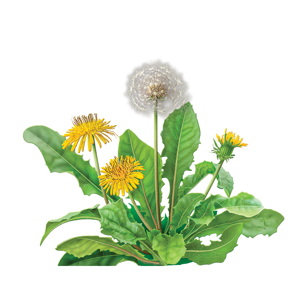 dandelion png free download 25