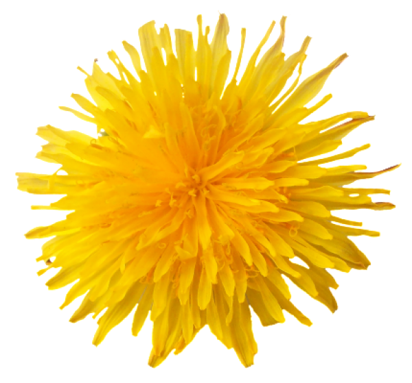 dandelion png free download 26