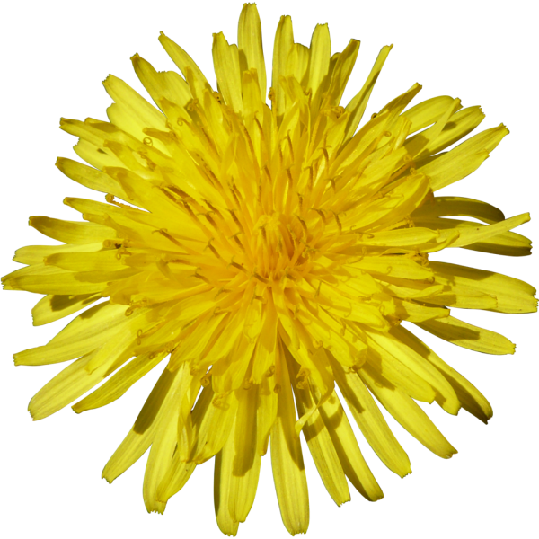 dandelion png free download 27