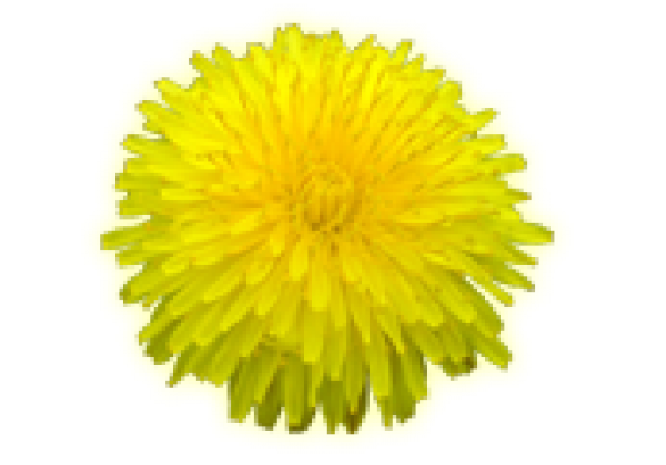 dandelion png free download 28