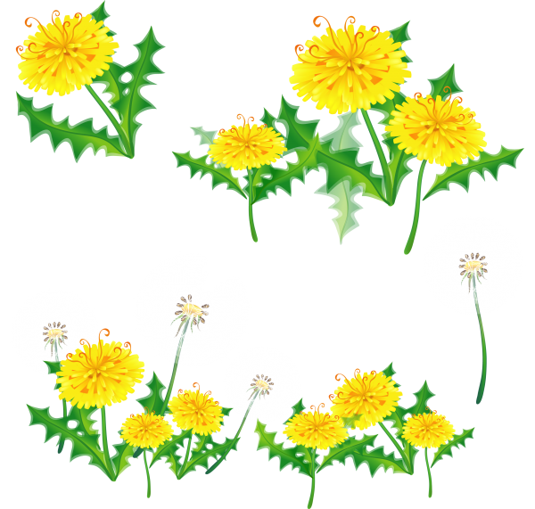 dandelion png free download 29