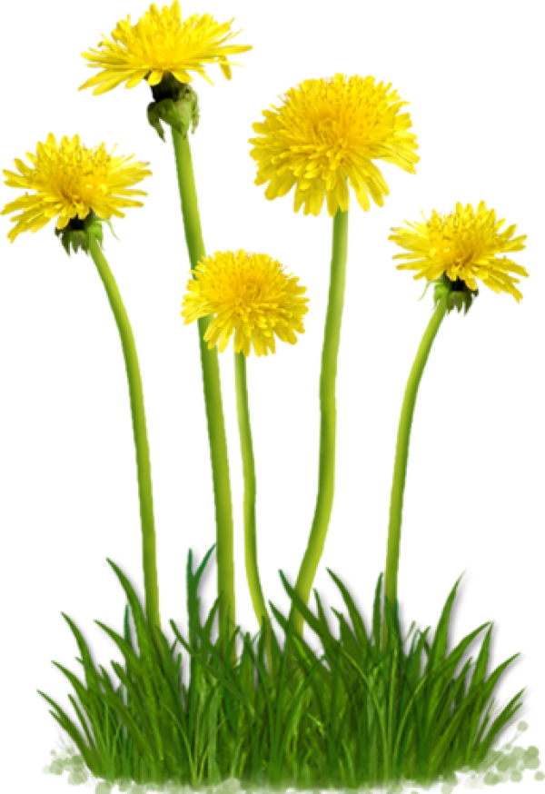 dandelion png free download 3