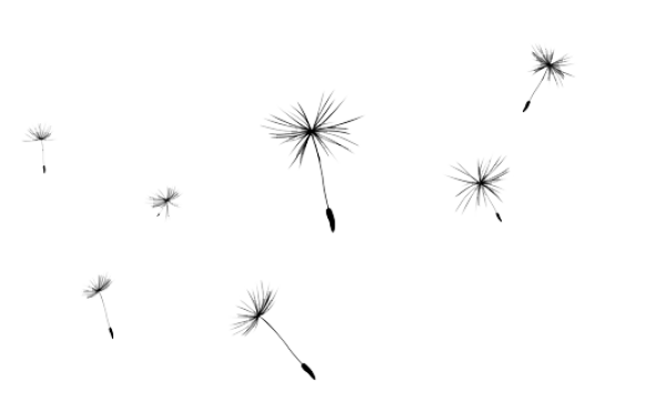 dandelion png free download 31