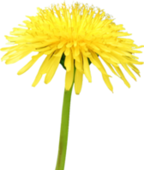dandelion png free download 33