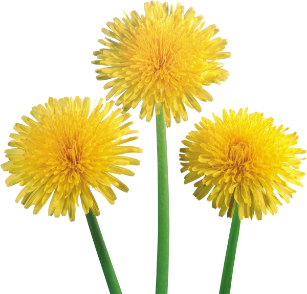 dandelion png free download 4