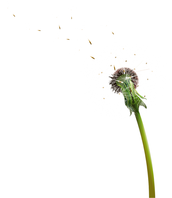dandelion png free download 5