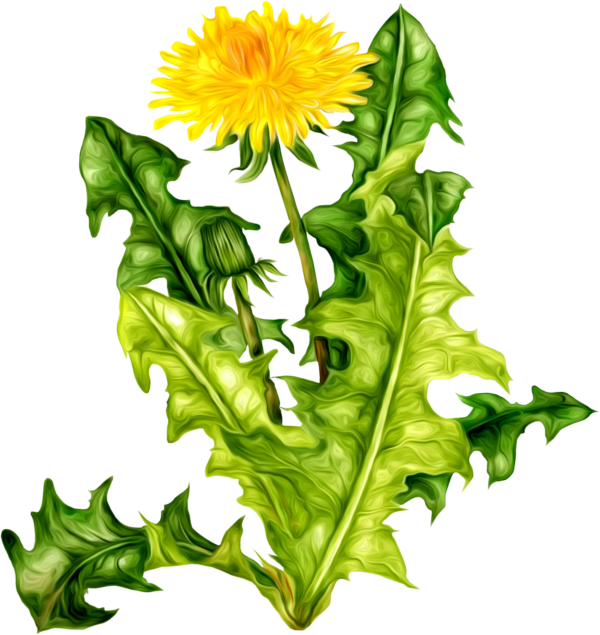 dandelion png free download 6