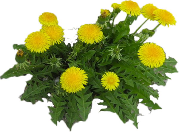 dandelion png free download 7
