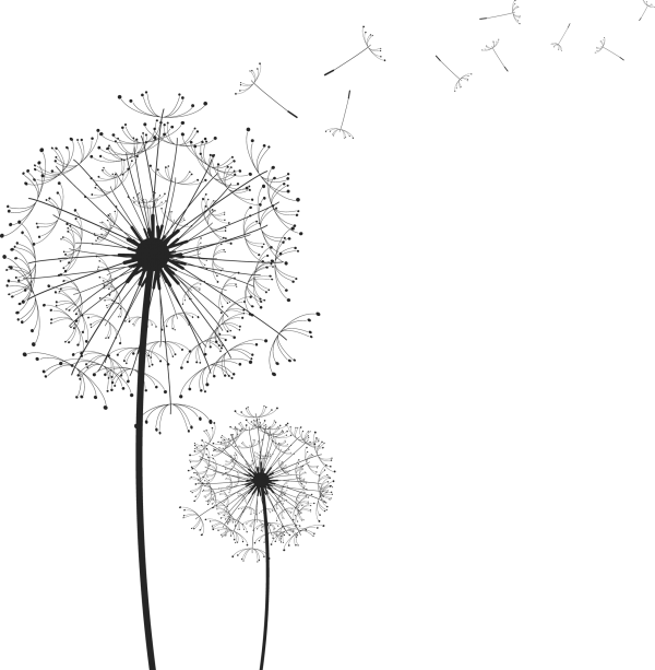 dandelion png free download 8