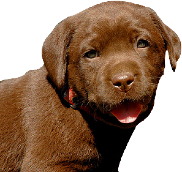 Dark Brown Png for Web
