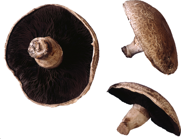 darked mushroom free download png